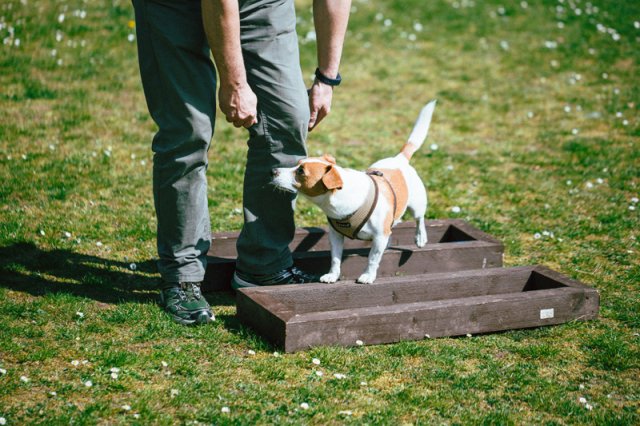 trickdog_-_bauch_beine_po_15_20170410_1727337171