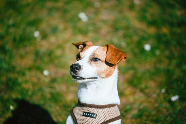 trickdog_-_bauch_beine_po_16_20170410_1802461426