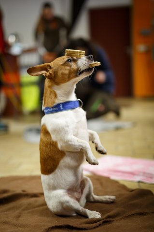 trickdog_workshop_10_20170213_1670013793
