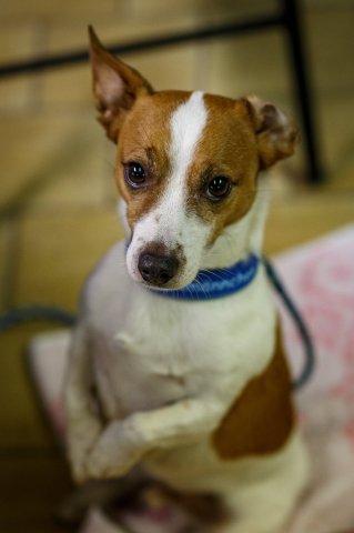 trickdog_workshop_11_20170213_1514614970