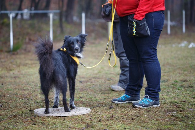 trickdog_workshop_16_20170213_1436195658