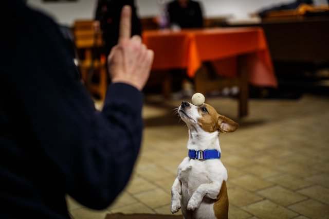 trickdog_workshop_6_20170213_1224151163