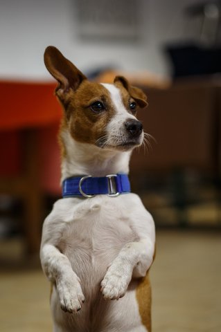trickdog_workshop_7_20170213_1310115680