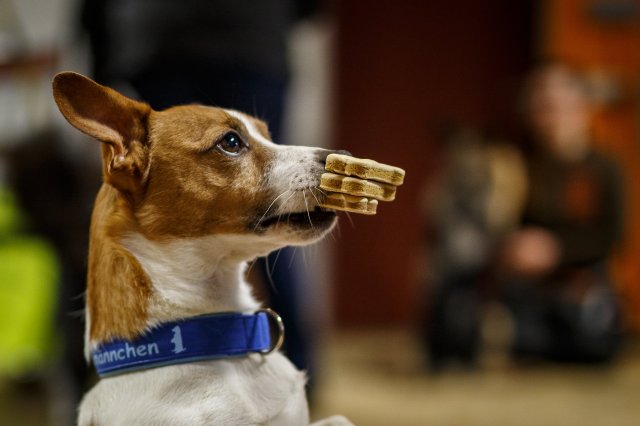 trickdog_workshop_9_20170213_1916560241