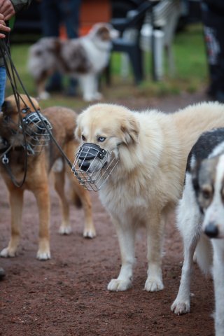 weihnachtsspaziergang_2024_alina_16_20241217_1691247300