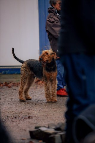 weihnachtsspaziergang_2024_alina_1_20241217_1114751340