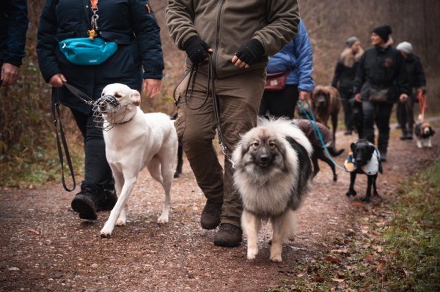 weihnachtsspaziergang_2024_marc_armbrust_15_20241217_1335526481