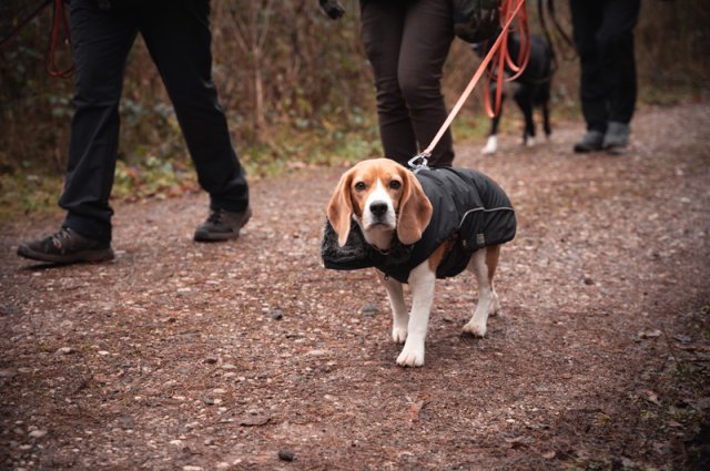 weihnachtsspaziergang_2024_marc_armbrust_17_20241217_1580515617