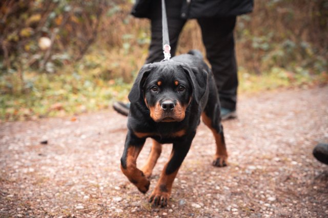 weihnachtsspaziergang_2024_marc_armbrust_19_20241217_1002451788