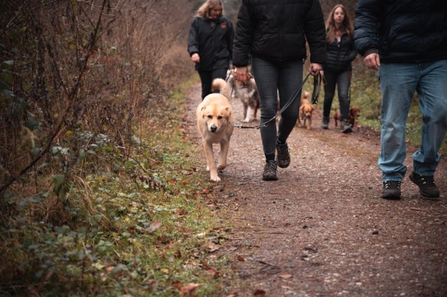 weihnachtsspaziergang_2024_marc_armbrust_4_20241217_1589175984